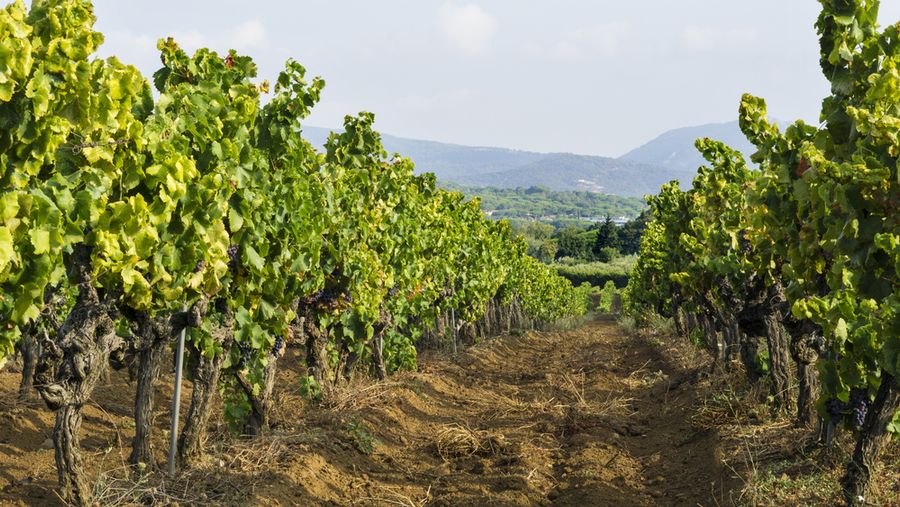 Vines Provence France